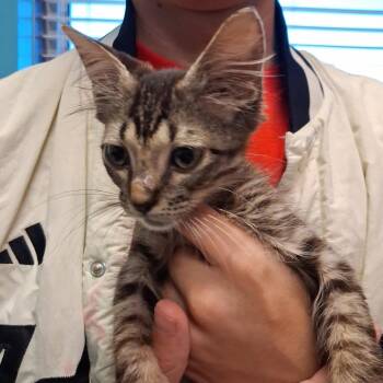 Dapper Mr. Bones -  Domestic Medium Hair Cat for Adoption in Galveston, Texas - Dapper Mr. Bones | PetCurious