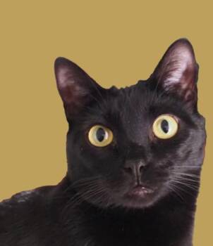 Chloe -  Bombay Cat for Adoption in Medford, Massachusetts - Chloe | PetCurious