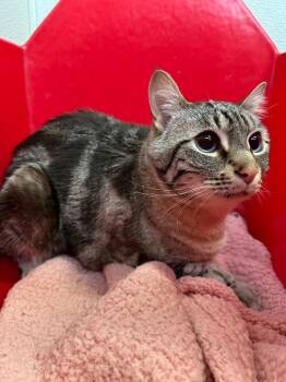 Siamese Cats Available for Adoption in Newberg, Oregon - Iggy | PetCurious