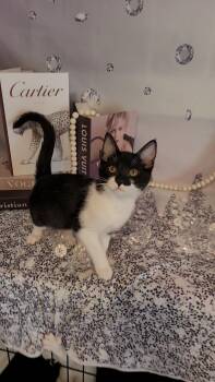 Rescue Tuxedo and Domestic Short Hair Cats for Adoption in Escalon, California - LOUIS VUITTON | PetCurious