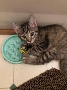 Brisket -  Domestic Short Hair Cat for Adoption in Rossville, Georgia - Brisket | PetCurious