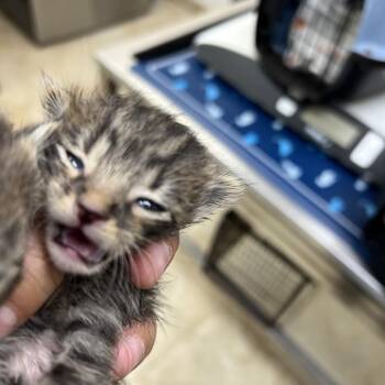 Mittens -  Domestic Short Hair Cat for Adoption in Galveston, Texas - Mittens | PetCurious