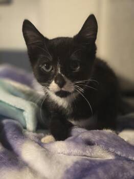 Gargoyle -  Domestic Short Hair Cat for Adoption in Hudson, New Hampshire - Gargoyle | PetCurious