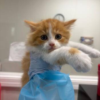 Water Based Paint -  Domestic Short Hair Cat for Adoption in Pekin, Illinois - Water Based Paint | PetCurious