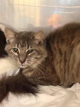 Domestic Long Hair Cats Available for Adoption - BUNCHI | PetCurious