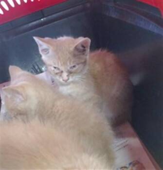 DANDY MOTT -  Domestic Short Hair Cat for Adoption in Louisville, Kentucky - DANDY MOTT | PetCurious