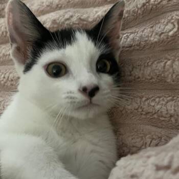 Domestic Short Hair Cats Available for Adoption - Daisy | PetCurious