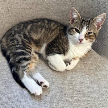 Bitty -  Domestic Short Hair Cat for Adoption in Fort Lauderdale, Florida - Bitty | PetCurious