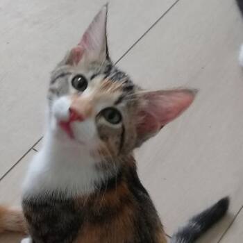 Tangerine -  Domestic Short Hair Cat for Adoption in Las Vegas, Nevada - Tangerine | PetCurious