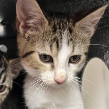 Amethyst -  Domestic Short Hair Cat for Adoption in Birmingham, Alabama - Amethyst | PetCurious