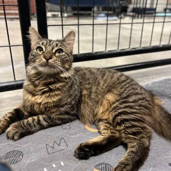 Posh -  Domestic Medium Hair Cat for Adoption in Columbus, Ohio - Posh | PetCurious