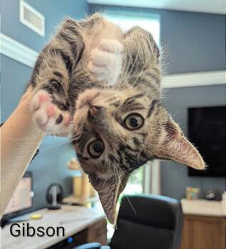 Gibson -  Domestic Short Hair Cat for Adoption in Oviedo, Florida - Gibson | PetCurious