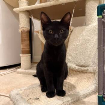 Snap Dragon -  Domestic Short Hair Cat for Adoption in Santa Rosa, California - Snap Dragon | PetCurious