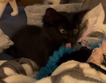 Fern -  Domestic Long Hair Cat for Adoption in Fort Collins, Colorado - Fern | PetCurious