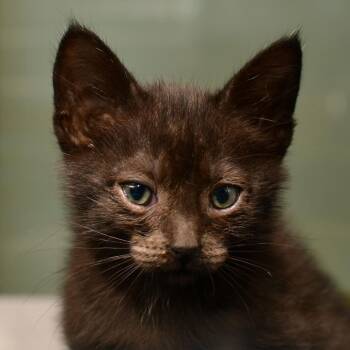 Baked Bean -  Domestic Short Hair Cat Available for Adoption in Ottawa, Kansas - Baked Bean | PetCurious