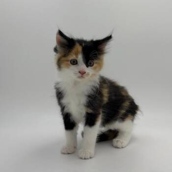 Tango -  Domestic Medium Hair Cat for Adoption in State College, Pennsylvania - Tango | PetCurious