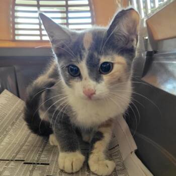 Tillie -  Domestic Short Hair Cat for Adoption in Montgomery, Alabama - Tillie | PetCurious