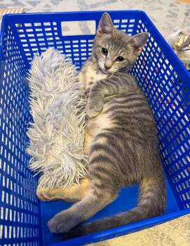 Caleb -  Domestic Short Hair and Tabby Cat for Adoption in Pompano Beach, Florida - Caleb | PetCurious