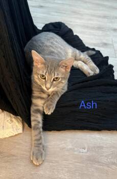 Ash -  Domestic Short Hair Cat for Adoption in Cincinnati, Ohio - Ash | PetCurious