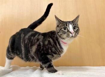 Domestic Medium Hair Cats Available for Adoption - TRINITY | PetCurious
