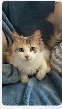Peaches -  Domestic Long Hair Cat for Adoption in Grand Rapids, Michigan - Peaches | PetCurious