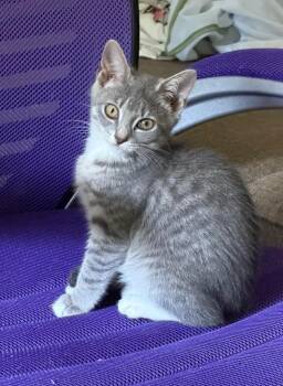 Hula Hoop -  Domestic Short Hair Cat for Adoption in Trenton, New Jersey - Hula Hoop | PetCurious