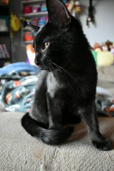 Ludwig -  Domestic Short Hair Cat for Adoption in Burnaby, British Columbia - Ludwig | PetCurious