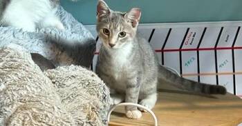 Gram -  Domestic Short Hair Cat for Adoption in Virginia Beach, Virginia - Gram | PetCurious