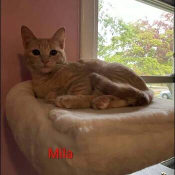 Mila -  Tabby Cat for Adoption in Westland, Michigan - Mila | PetCurious