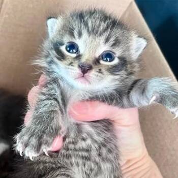 Coral -  Domestic Short Hair Cat for Adoption in Winchester, Virginia - Coral | PetCurious
