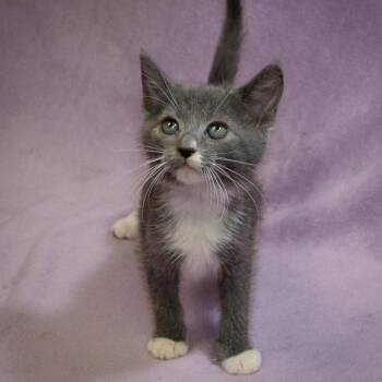 Fern -  Domestic Short Hair Cat for Adoption in Versailles, Kentucky - Fern | PetCurious