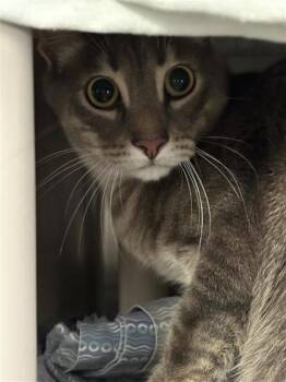 Budapest -  Domestic Short Hair Cat for Adoption in Montreal, Quebec - Budapest | PetCurious
