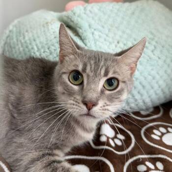 Hoagie -  Domestic Short Hair Cat for Adoption in State College, Pennsylvania - Hoagie | PetCurious