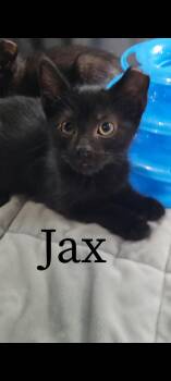 Jax in foster care (must be adopted with a sibling) -  Domestic Short Hair Cat for Adoption in Ellicott City, Maryland - Jax In Foster Care (must Be Adopted With A Sibling) | PetCurious
