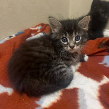 Domestic Short Hair Cats Available for Adoption in Auburn, Alabama - Sunday | PetCurious