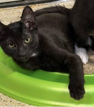 Mocha Delights -  Domestic Short Hair Cat for Adoption in Chandler, Arizona - Mocha Delights | PetCurious