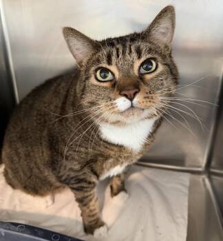 Domestic Short Hair Cats Available for Adoption in Pahrump, Nevada - Abu (Fidget) | PetCurious