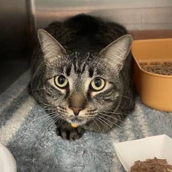 Katie -  Domestic Short Hair Cat for Adoption in Port Charlotte, Florida - Katie | PetCurious
