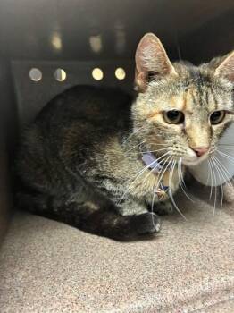 PURZILLA -  Domestic Short Hair Cat for Adoption in Cookeville, Tennessee - PURZILLA | PetCurious