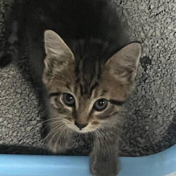 Audrey Hepburn -  Domestic Short Hair Cat for Adoption in Sioux Falls, South Dakota - Audrey Hepburn | PetCurious