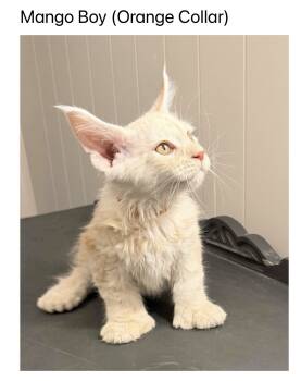 Mango -  Maine Coon Cat for Sale in Cisco, Texas - Mango | PetCurious