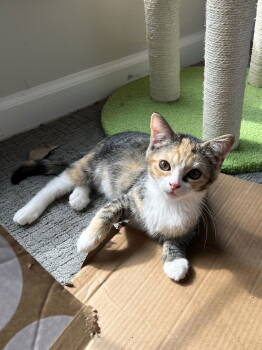 Rescue Domestic Short Hair Cats for Adoption in Reston, Virginia - Ladybug | PetCurious