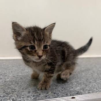 Aqua -  Domestic Short Hair Cat for Adoption in Goleta, California - Aqua | PetCurious