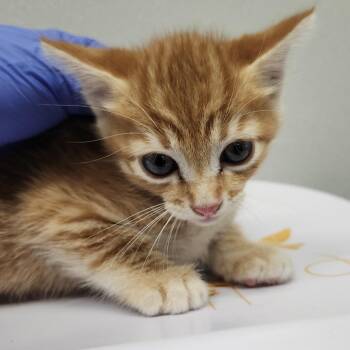 Pastel -  Domestic Short Hair Cat for Adoption in Tampa, Florida - Pastel | PetCurious