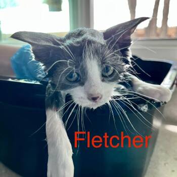 Fletcher -  Domestic Short Hair Cat for Adoption in Lakewood, Colorado - Fletcher | PetCurious