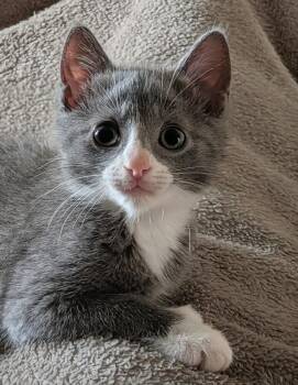 Raindrop -  Domestic Short Hair Cat Available for Adoption in Westfield, Wisconsin - Raindrop | PetCurious