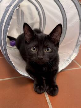 Ferguson -  Domestic Short Hair and American Bobtail Cat for Adoption in Battle Creek, Michigan - Ferguson | PetCurious