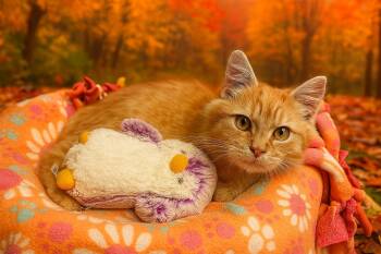 Rescue Domestic Medium Hair Cats for Adoption in Gilroy, California - Simba | PetCurious
