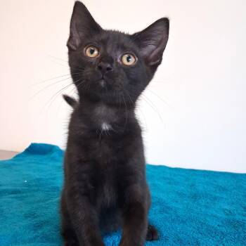Schmidt -  Domestic Short Hair Cat for Adoption in Belmont, New York - Schmidt | PetCurious
