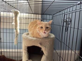 Rescue Domestic Short Hair Cats for Adoption in Greenville, South Carolina - Sunny JN (PetSmart Laurens Rd) | PetCurious